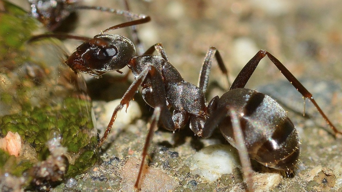 Ants 1728039162837.jpg